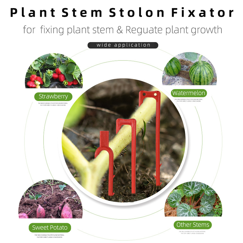 20-50PCS Strawberry Planting F - Plant Parent 리뷰 및 가격