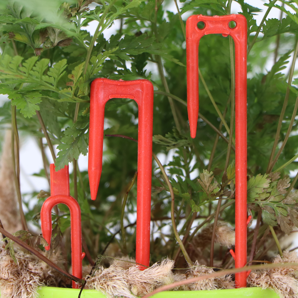 20-50PCS Strawberry Planting F - Plant Parent 리뷰 및 가격